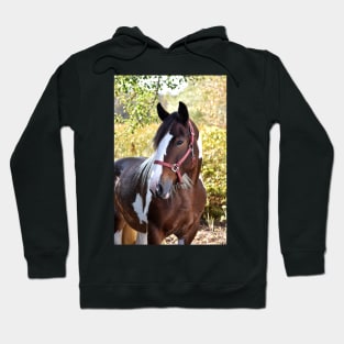 Drum horse Hoodie